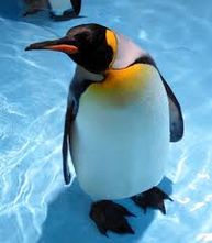 pinguin.jpeg